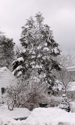 A tree across the street